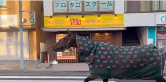 Caballo escapa de establo y pasea por calles de Japón